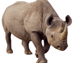 Rhinoceros