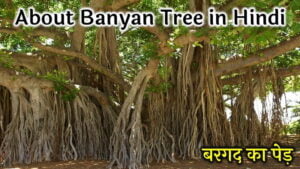 Information About Banyan Tree in Hindi | बरगद का पेड़