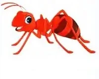 Ant