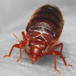 Bedbug