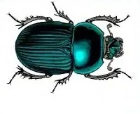Beetle