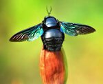 Black-bee