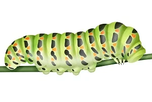 Caterpillar