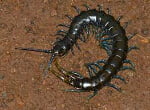 Centipede