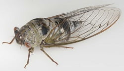Cicadas
