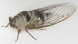 Cicadas