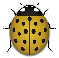 Coccinellidae
