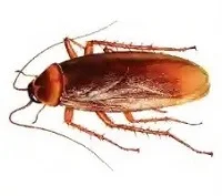 Cockroach