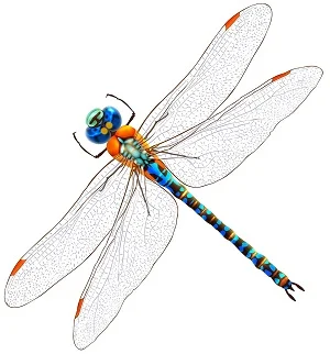 Dragonfly
