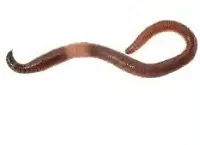 Earthworm