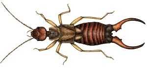 Earwig