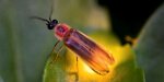 Firefly