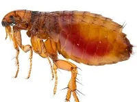 Flea