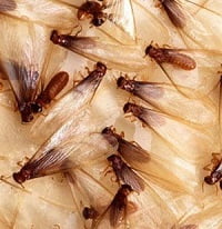 Flying-termites