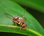Fruit fly