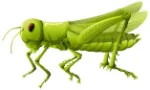 Grasshopper