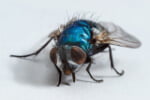House-fly