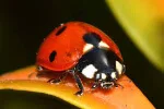 Lady-bug