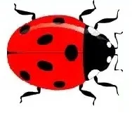 Ladybird