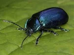 Leaf-beetle