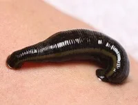 Leech
