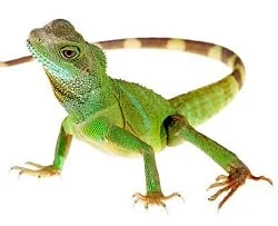 Lizard