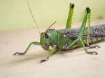 Locust