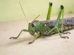 Locust