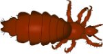 Louse