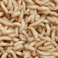 Maggot