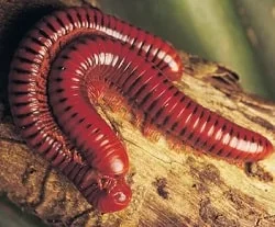 Millipede