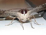 Moth