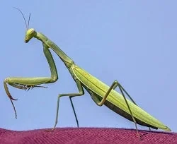 Praying-Mantis