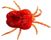 Red-Velvet-Mite