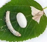 Silkworm