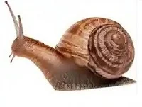 Snail