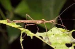 Stick-insect