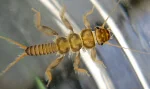 Stonefly