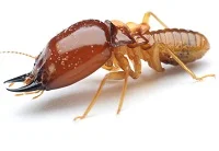 Termite