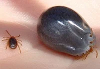 Tick-insect
