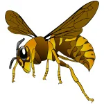 Wasp बर्र