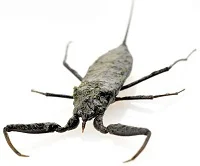 Water-scorpion