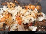 White ant