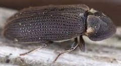 Woodworm