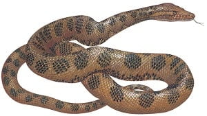 Anaconda