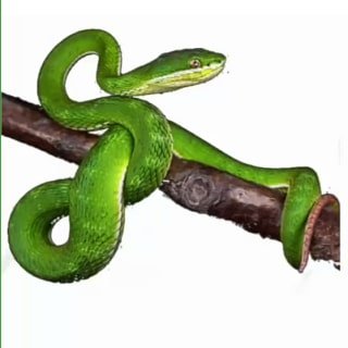 Bamboo pit viper