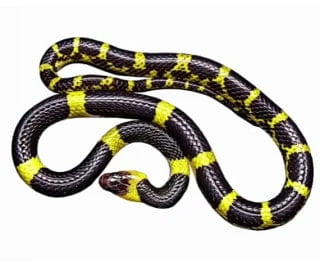 Banded krait