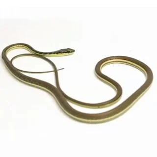 Bronze back snake