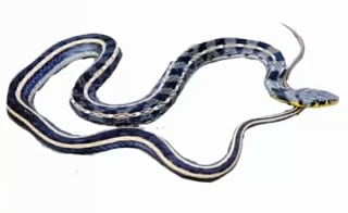 Buff striped keelback