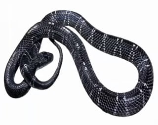 Common krait
